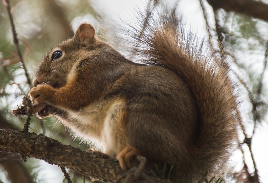Eichhörnchen bei der Nahrungsaufnahme
