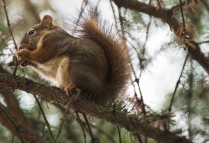 Eichhörnchen im Baum