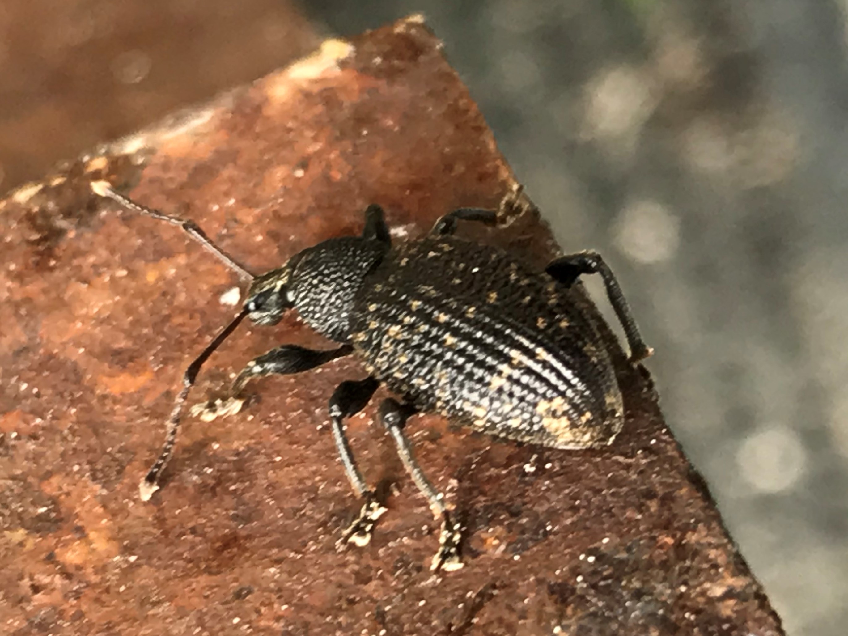 Käfer