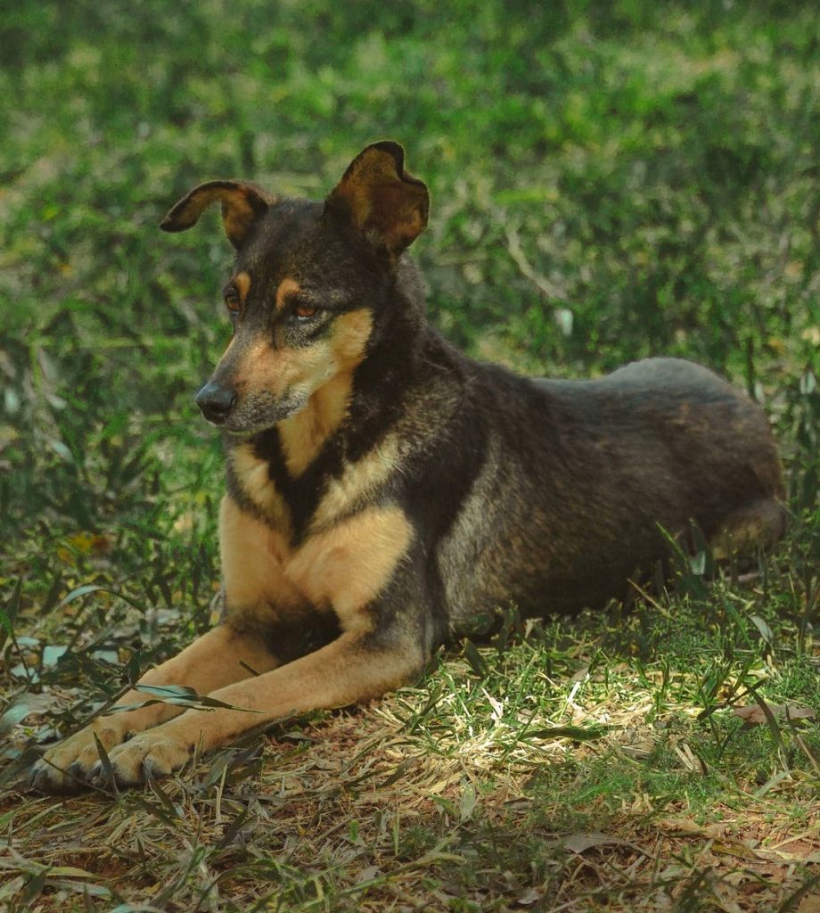 Schäferhund-Mischling