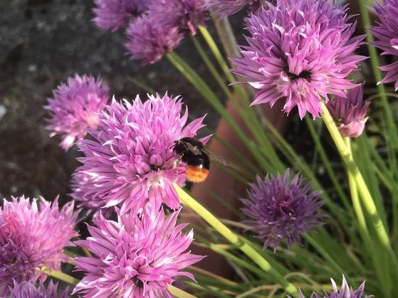 Hummel sammelt an der Blüte vom Schnittlauch