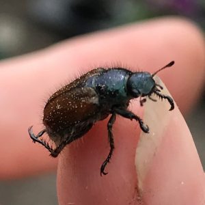 Käfer